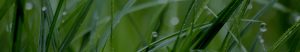 Gras